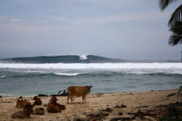 surf Honey Smacks in krui south sumatra